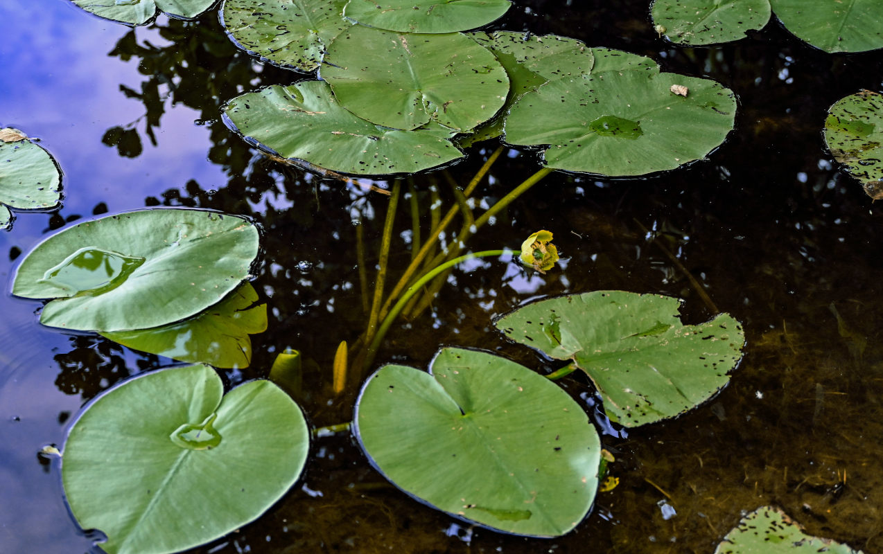 Image of Nuphar lutea specimen.