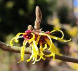 Hamamelis vernalis. Цветки. Республика Беларусь, г. Витебск, ботанический сад ВГУ. Начало марта.