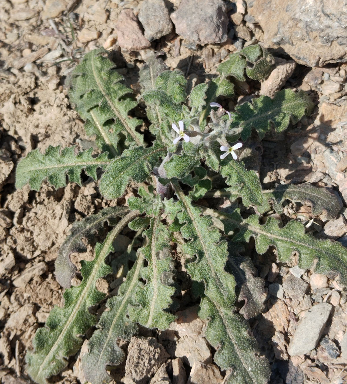 Image of genus Strigosella specimen.