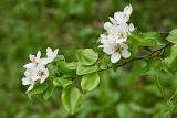 Malus sieversii