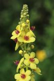 Verbascum nigrum