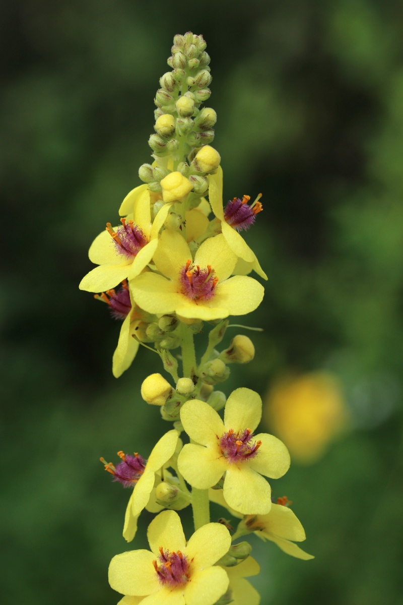 Изображение особи Verbascum nigrum.
