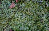 View full-size image Conocephalum conicum