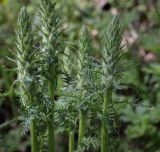 View full-size image Pedicularis uralensis