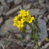 View full-size image Draba hispida