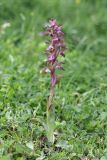 View full-size image Anacamptis collina subspecies fedtschenkoi