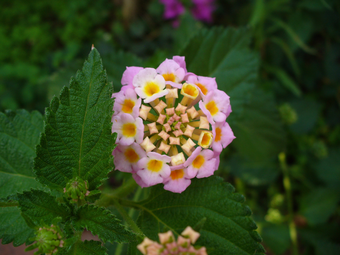 Image of Lantana camara specimen.