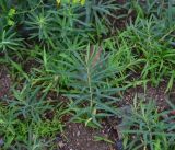 View full-size image genus Euphorbia