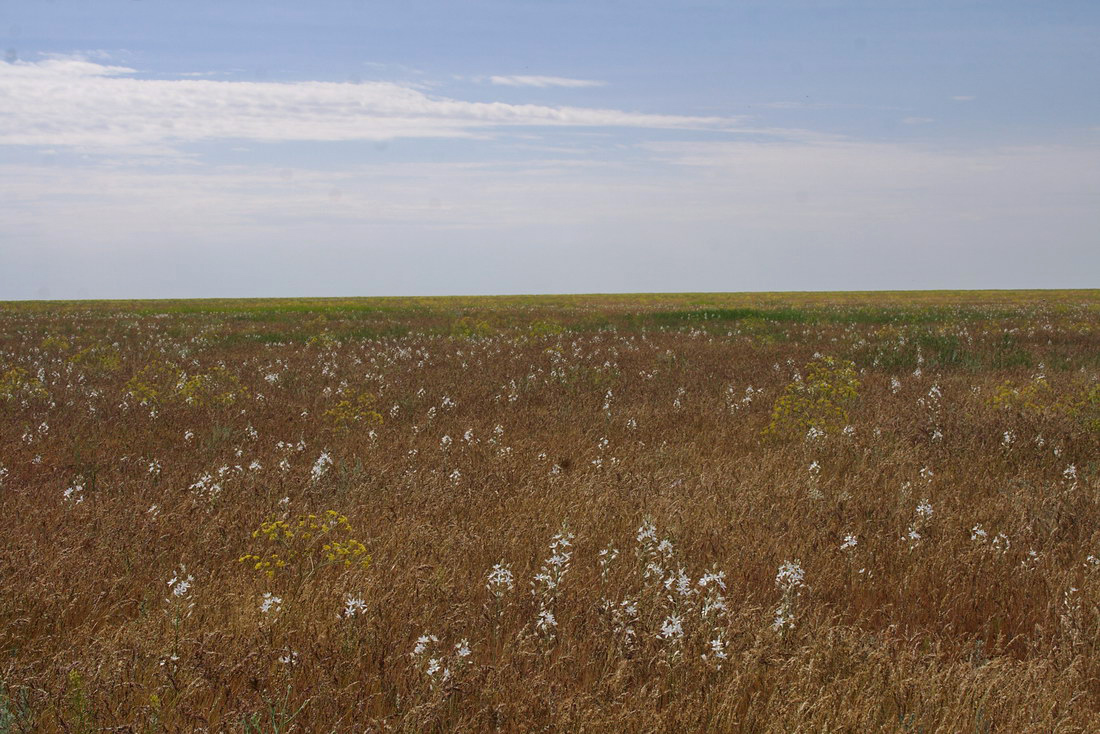 Image of Ornithogalum fischerianum specimen.