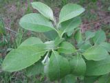 Salix &times; reichardtii