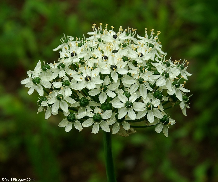 Image of Allium nigrum specimen.