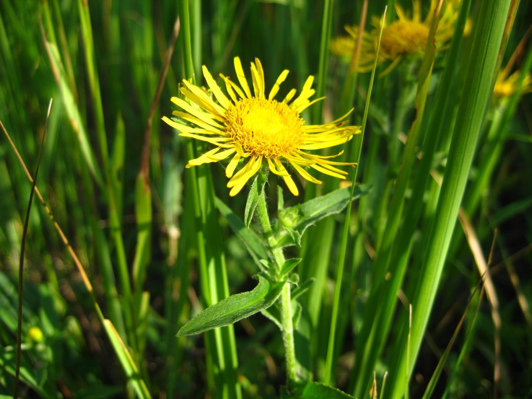 Image of Inula britannica specimen.