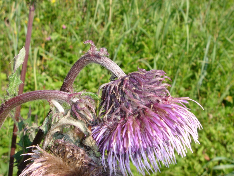 Image of Cirsium charkeviczii specimen.