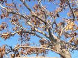 Ailanthus altissima. Верхушка плодоносящего растения. Краснодарский край, Новороссийск, окрестности Суджукской лагуны. 25.10.2010.