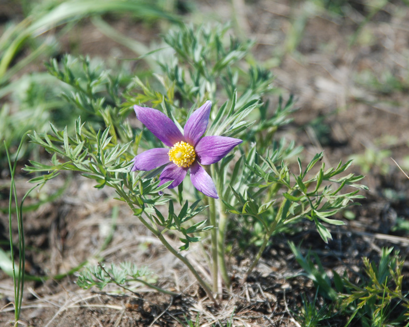 Image of Pulsatilla turczaninovii specimen.