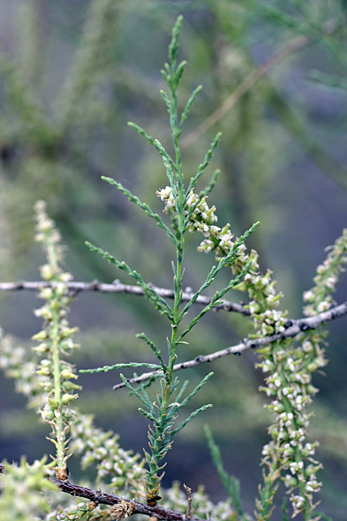 Image of Tamarix meyeri specimen.