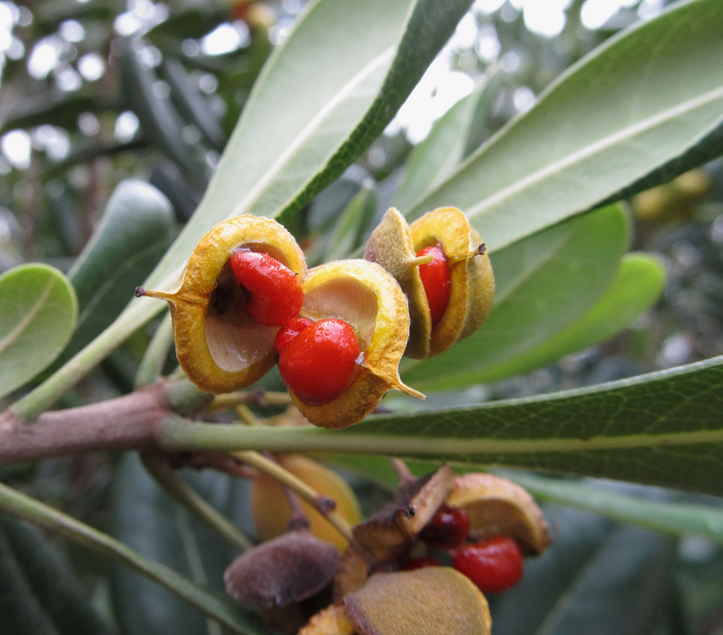 Image of Pittosporum tobira specimen.