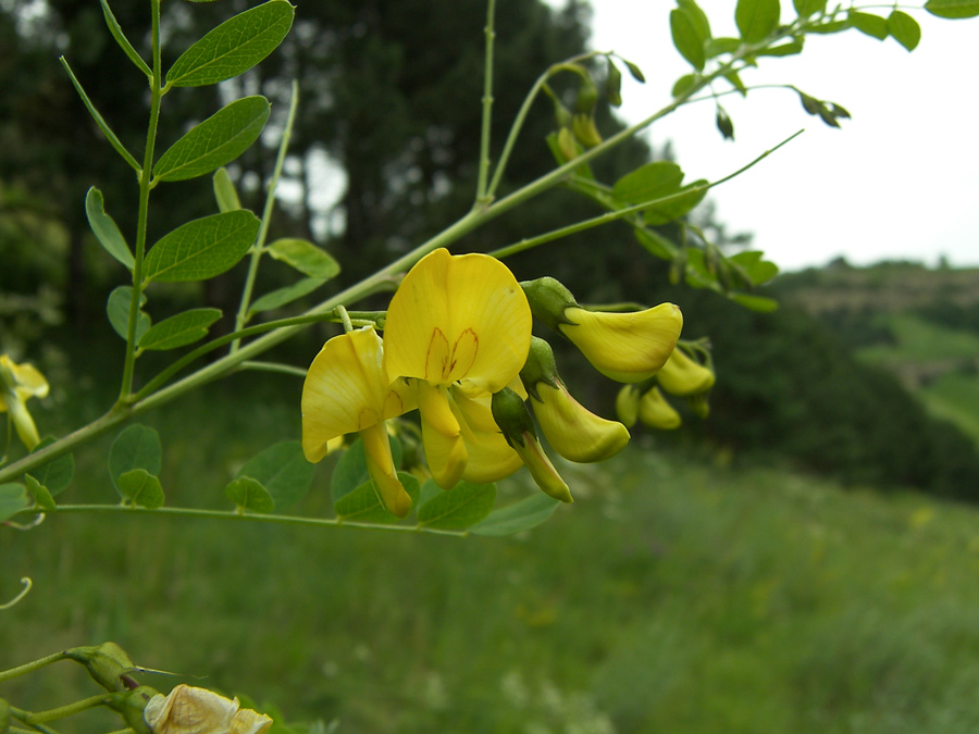 Image of Colutea cilicica specimen.