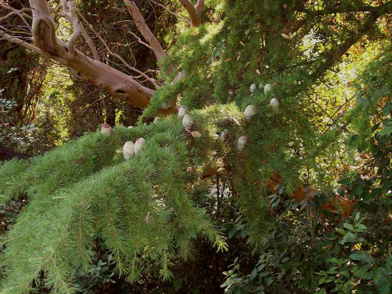 Image of Cedrus deodara specimen.