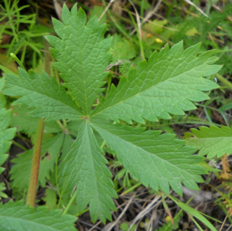 Image of genus Potentilla specimen.