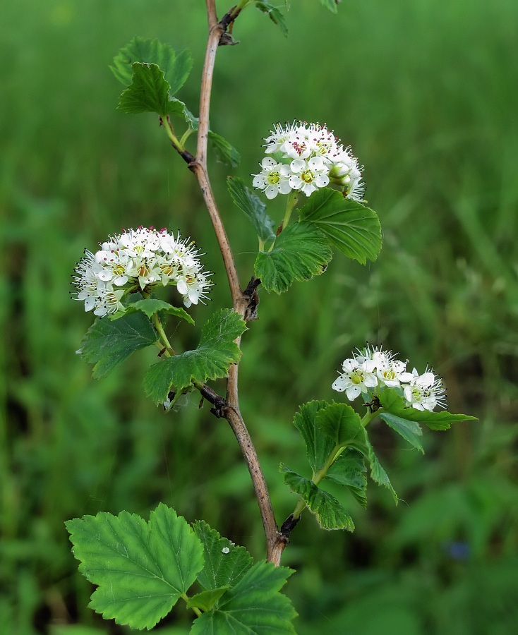 Image of Physocarpus opulifolius specimen.