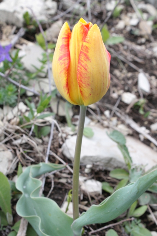 Image of Tulipa suaveolens specimen.