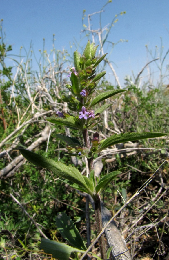 Изображение особи Dracocephalum thymiflorum.