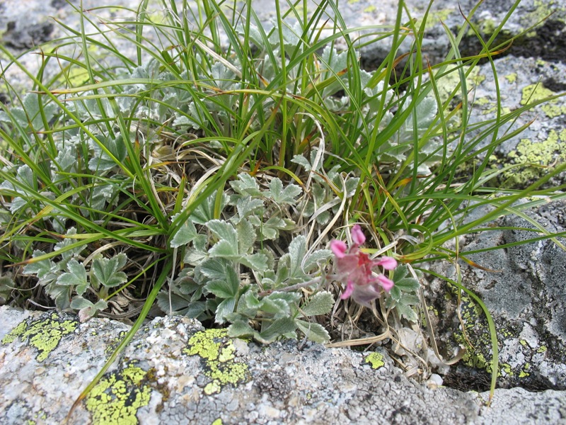 Image of Potentilla divina specimen.