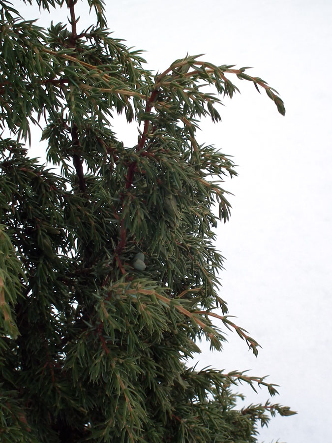 Изображение особи Juniperus communis.