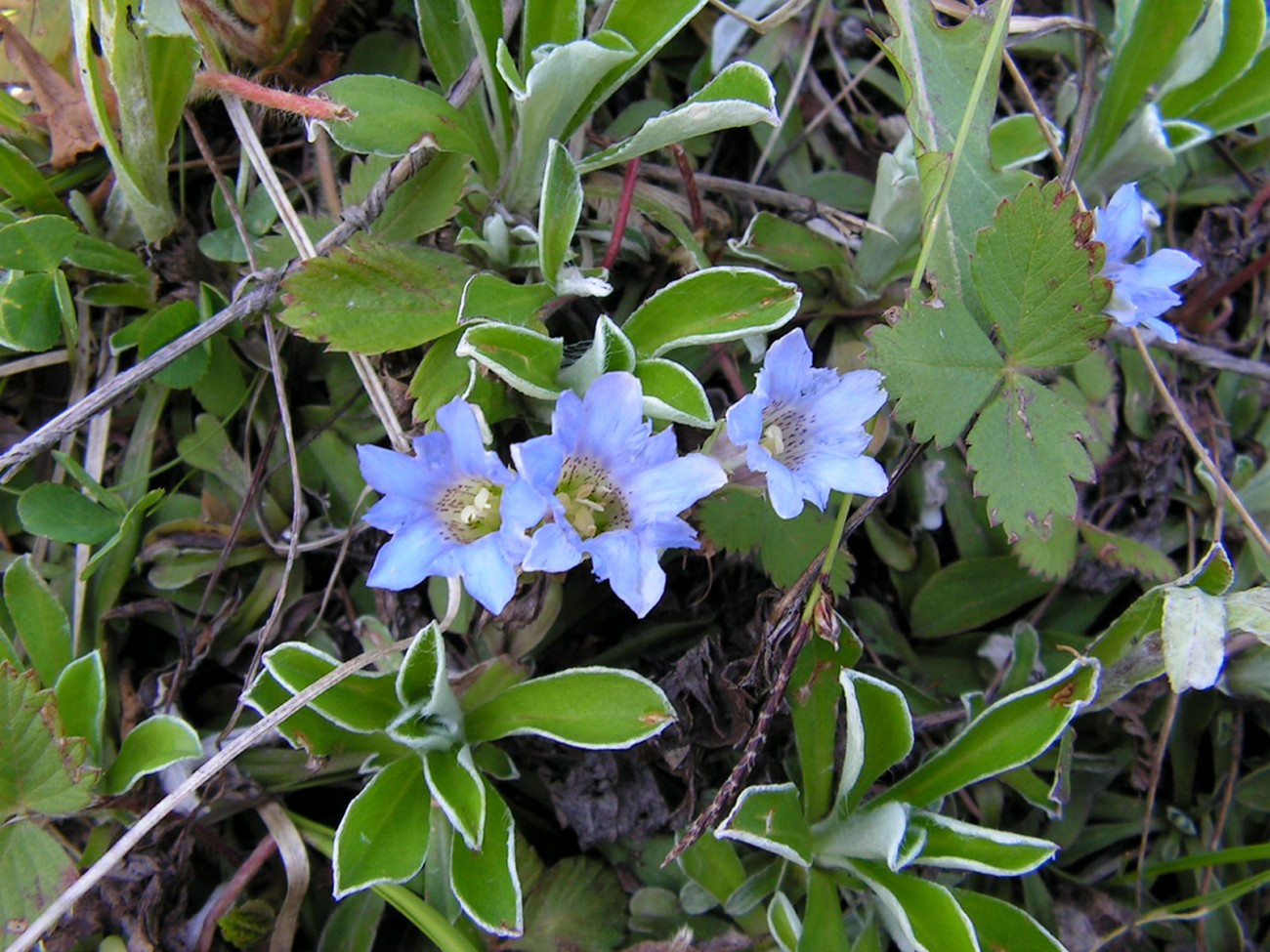 Image of Gentiana squarrosa specimen.