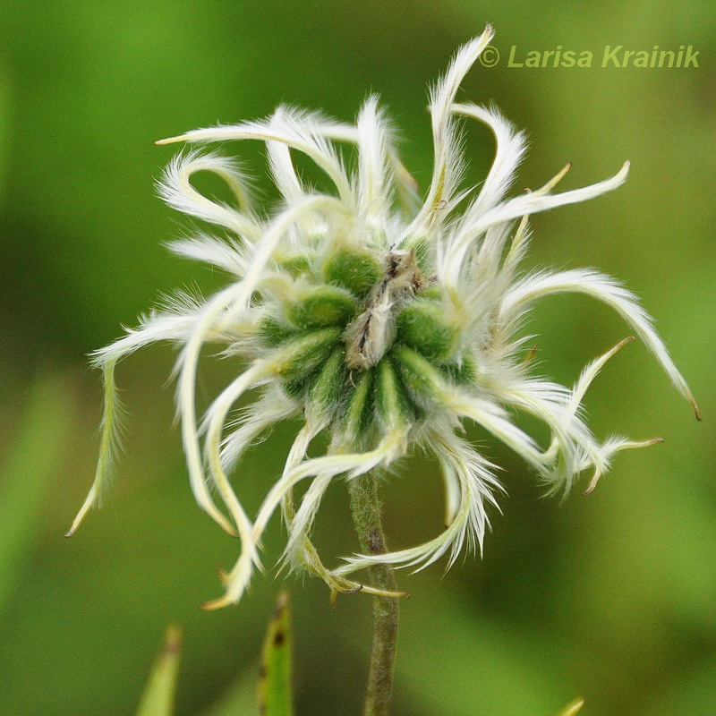 Изображение особи Clematis hexapetala.