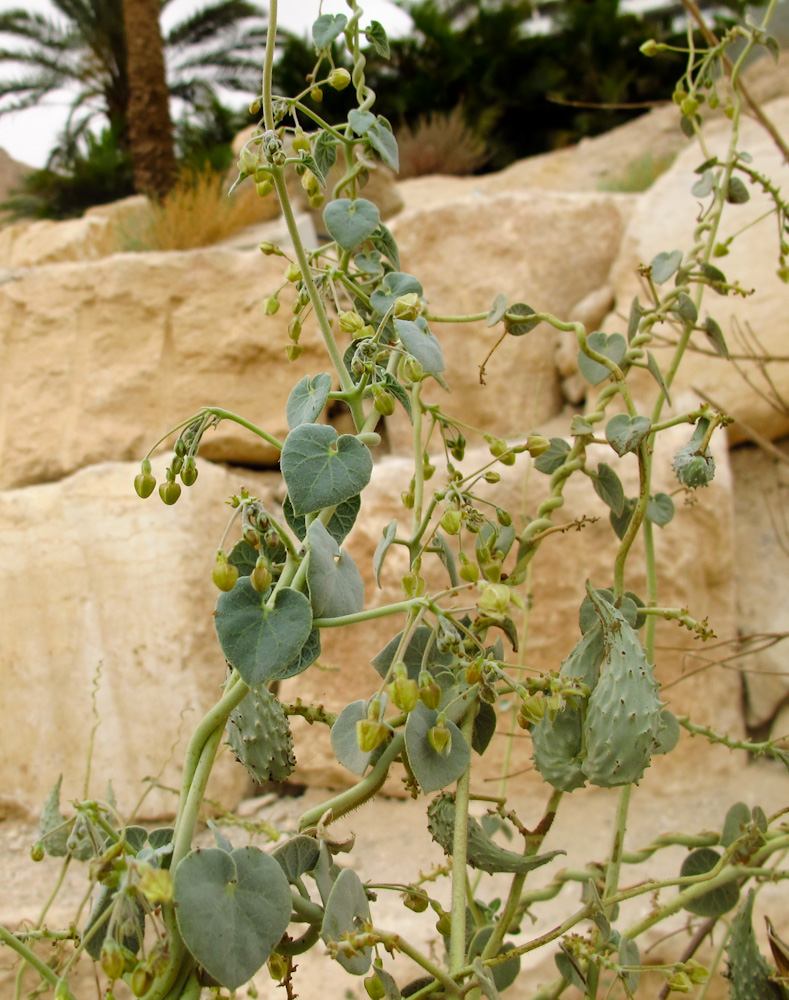 Image of Pergularia tomentosa specimen.