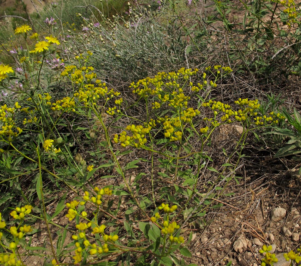 Image of Haplophyllum buxbaumii specimen.