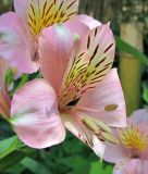 genus Alstroemeria. Цветок. Абхазия, г. Сухум, ботанический сад. 12.06.2012.