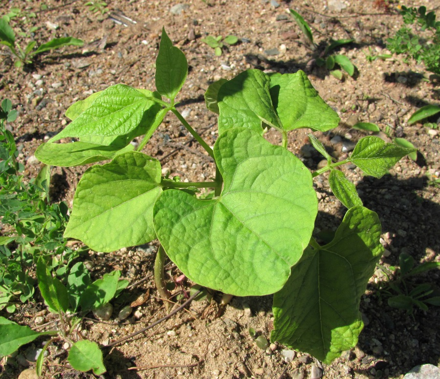 Image of Phaseolus vulgaris specimen.