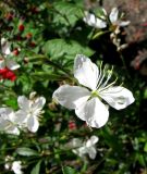 Gaura lindheimeri. Цветок. Германия, Бавария, Средняя Франкония, г. Нюрнберг, Нюрнбергская крепость, клумба. 28.06.2012.