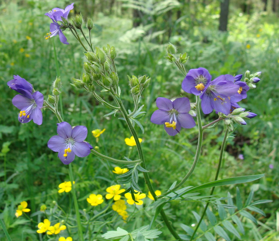 Image of Polemonium caeruleum specimen.