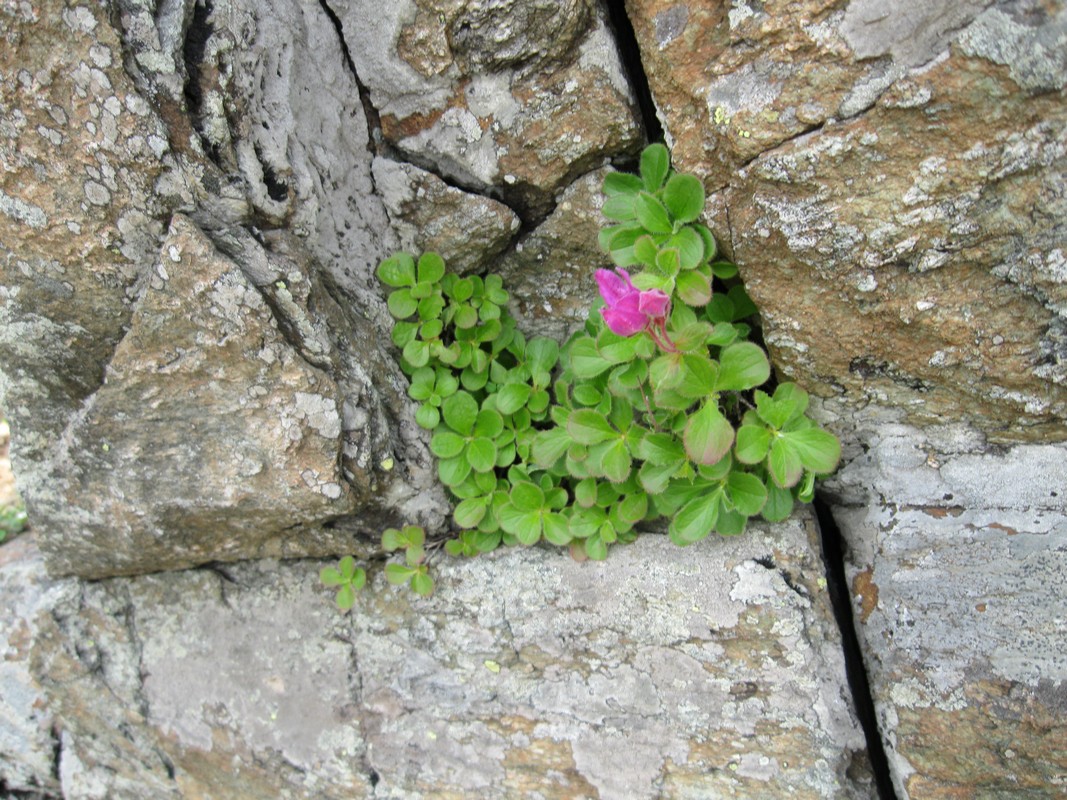 Image of Rhododendron camtschaticum specimen.