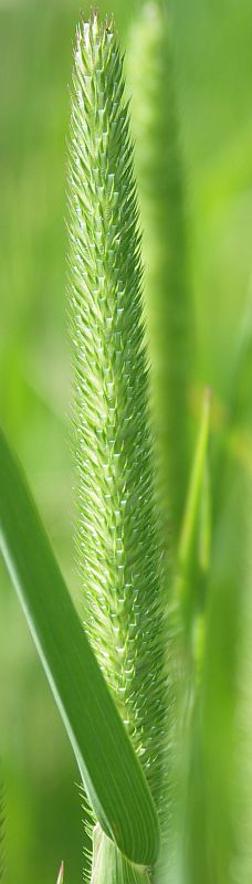 Image of Phleum pratense specimen.