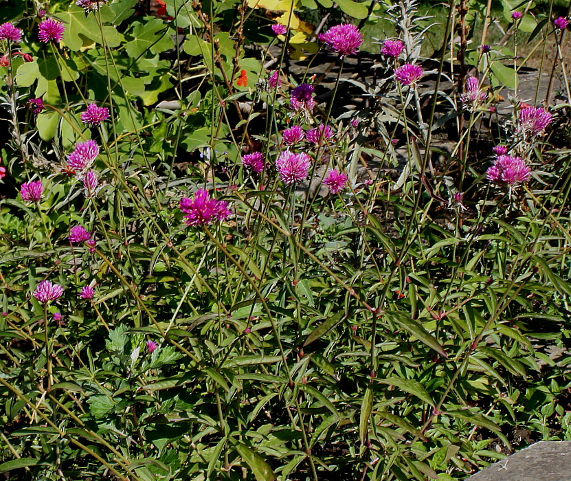 Изображение особи Gomphrena globosa.