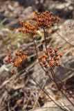 Aizopsis hybrida. Сухие прошлогодние соплодия. Окр. Санкт-Петербурга, дачный участок. 25.04.2009.