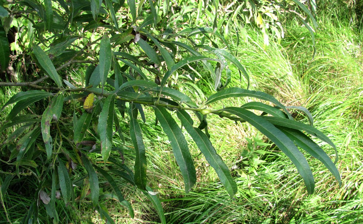 Image of Salix &times; stipularis specimen.