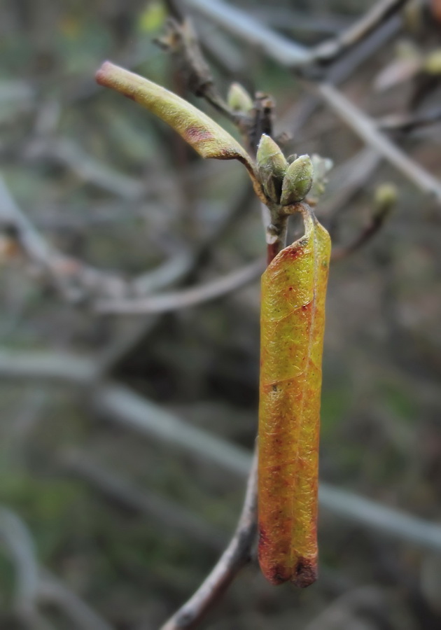 Изображение особи Rhododendron mucronulatum.