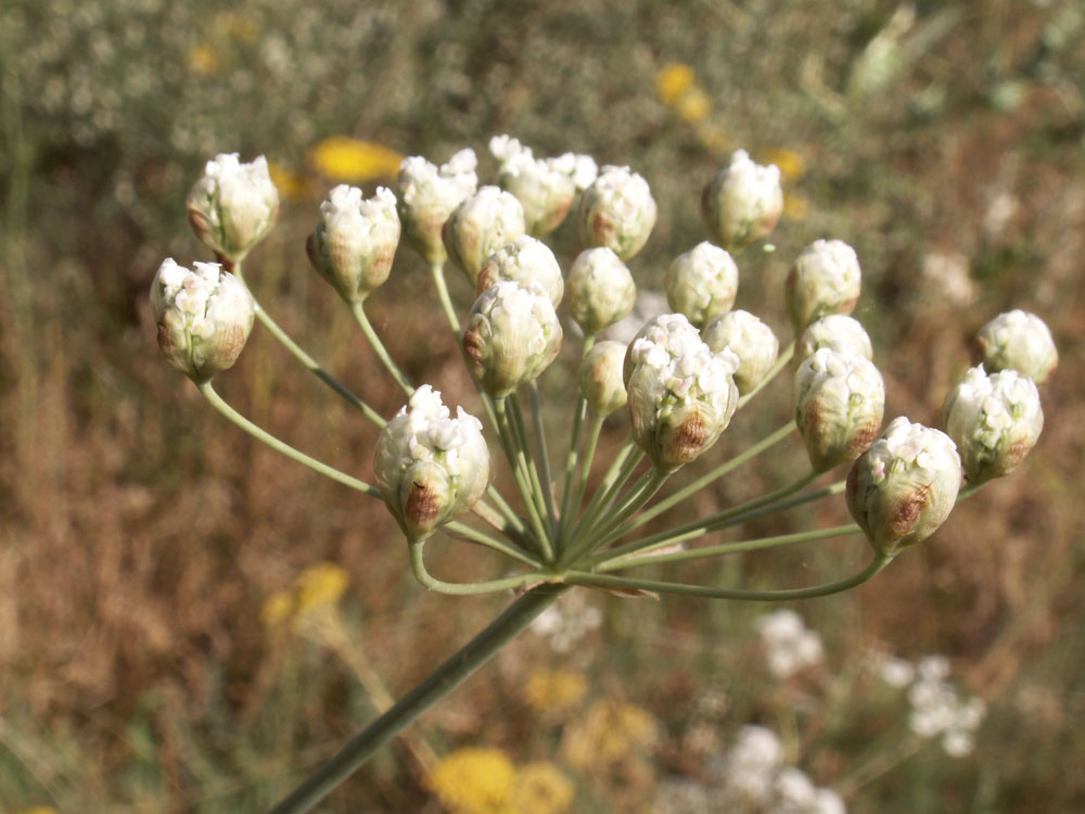 Изображение особи Hyalolaena bupleuroides.