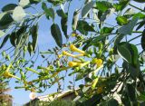 Nicotiana glauca