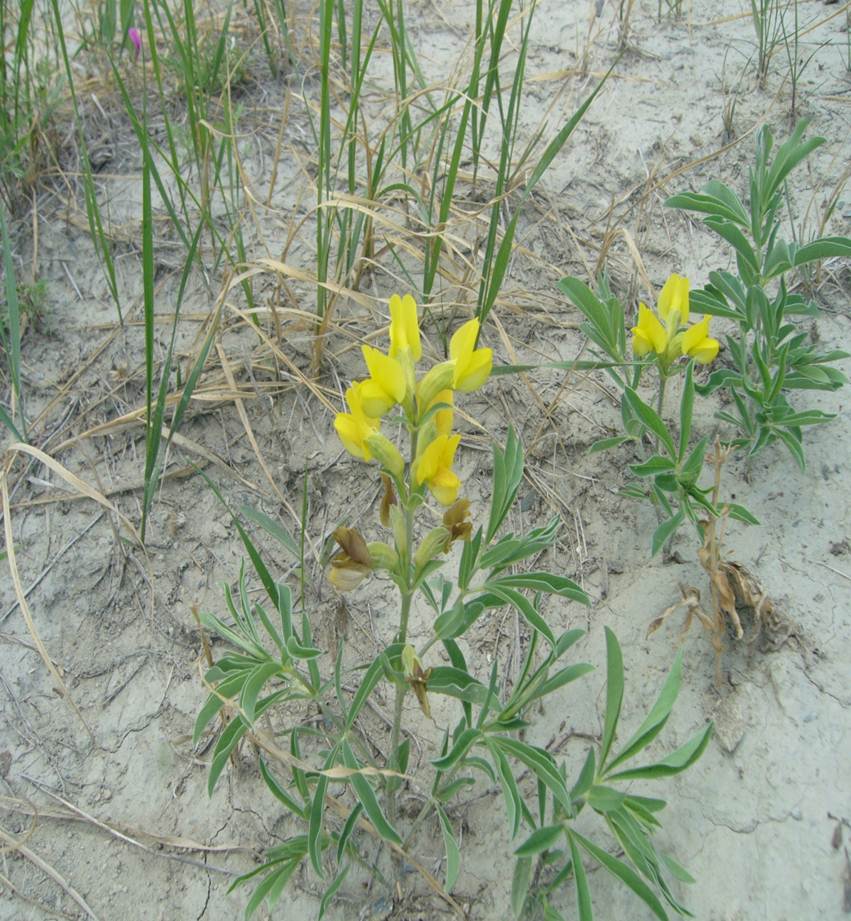 Image of Thermopsis lanceolata specimen.