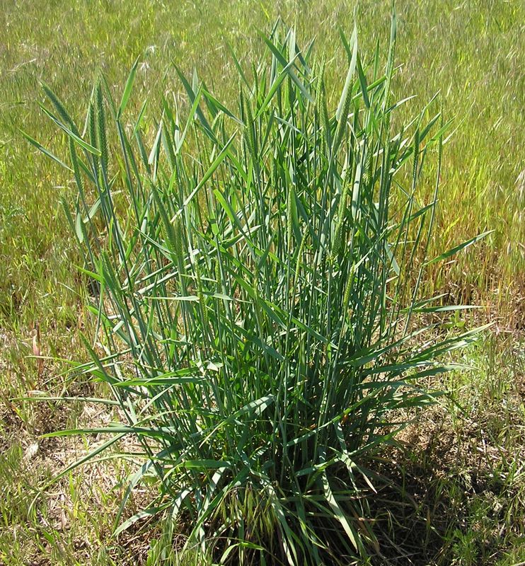 Image of genus Agropyron specimen.