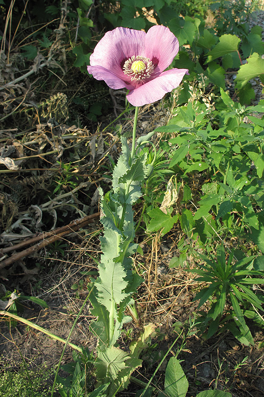 Image of Papaver somniferum specimen.