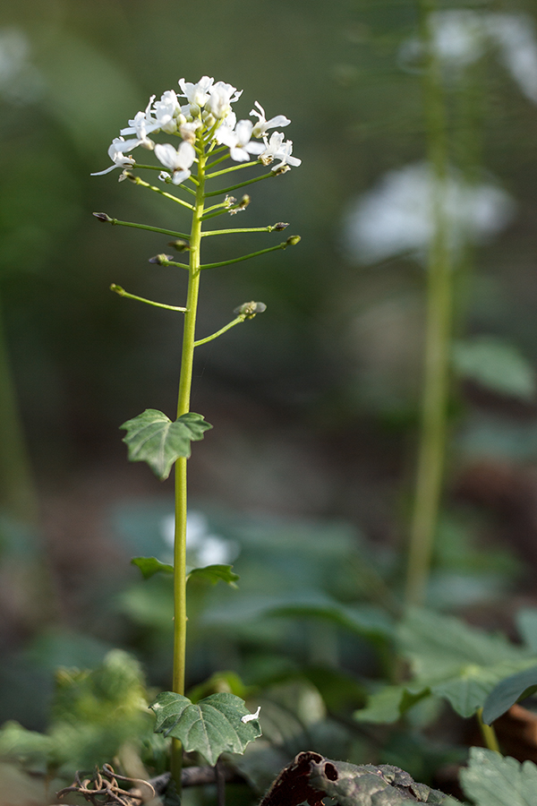 Изображение особи Pachyphragma macrophyllum.