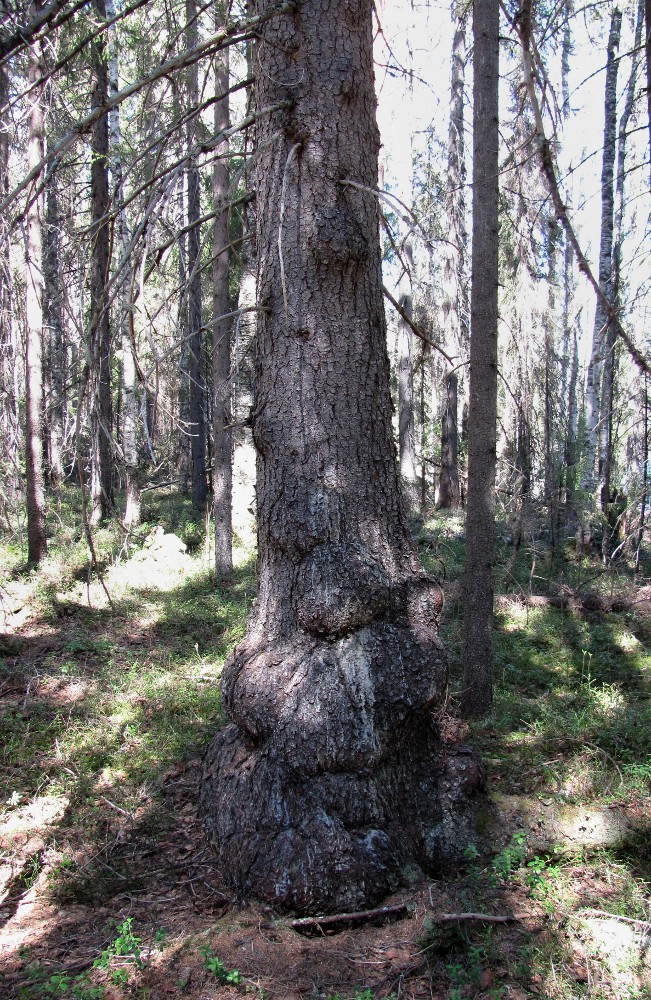 Изображение особи Picea obovata.